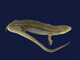 拉丁學名： em Eumeces elegans /em 中文名稱：麗紋石龍子英文名稱：Elegant five-lined skink