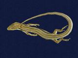 拉丁學名： em Eumeces elegans /em 中文名稱：麗紋石龍子英文名稱：Elegant five-lined skink