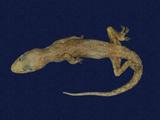 拉丁學名： em Hemidactylus frenatus /em 中文名稱：蝎虎英文名稱：Common house gecko