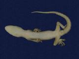 拉丁學名： em Hemidactylus frenatus /em 中文名稱：蝎虎英文名稱：Common house gecko