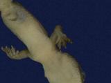 拉丁學名： em Hemidactylus frenatus /em 中文名稱：蝎虎英文名稱：Common house gecko