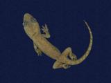 拉丁學名： em Hemidactylus frenatus /em 中文名稱：蝎虎英文名稱：Common house gecko