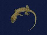 拉丁學名： em Hemidactylus bowringii /em 中文名稱：無疣蝎虎英文名稱：Bowring s gecko