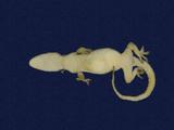 拉丁學名： em Hemidactylus frenatus /em 中文名稱：蝎虎英文名稱：Common house gecko