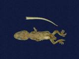 拉丁學名： em Hemidactylus frenatus /em 中文名稱：蝎虎英文名稱：Common house gecko