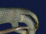 拉丁學名： em Mabuya longicaudata /em 中文名稱：長尾南蜥英文名稱：Long-tailed skink