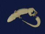 拉丁學名： em Hemidactylus bowringii /em 中文名稱：無疣蝎虎英文名稱：Bowring s gecko