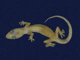 拉丁學名： em Hemidactylus bowringii /em 中文名稱：無疣蝎虎英文名稱：Bowring s gecko