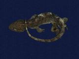 拉丁學名： em Gekko hokouensis /em 中文名稱：守宮英文名稱：Hekou s gecko