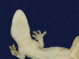 拉丁學名： em Hemidactylus frenatus /em 中文名稱：蝎虎英文名稱：Common house gecko