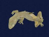 拉丁學名： em Hemidactylus frenatus /em 中文名稱：蝎虎英文名稱：Common house gecko