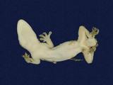 拉丁學名： em Hemidactylus frenatus /em 中文名稱：蝎虎英文名稱：Common house gecko