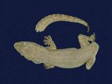 拉丁學名： em Hemidactylus frenatus /em 中文名稱：蝎虎英文名稱：Common house gecko