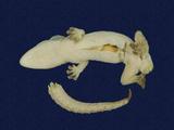 拉丁學名： em Hemidactylus frenatus /em 中文名稱：蝎虎英文名稱：Common house gecko