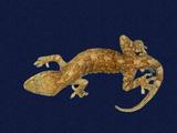 拉丁學名： em Gekko hokouensis /em 中文名稱：守宮英文名稱：Hekou s gecko