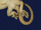 拉丁學名： em Gekko hokouensis /em 中文名稱：守宮英文名稱：Hekou s gecko