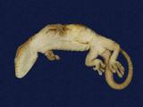 拉丁學名： em Gekko hokouensis /em 中文名稱：守宮英文名稱：Hekou s gecko