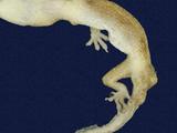 拉丁學名： em Hemidactylus frenatus /em 中文名稱：蝎虎英文名稱：Common house gecko