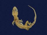 拉丁學名： em Hemidactylus frenatus /em 中文名稱：蝎虎英文名稱：Common house gecko