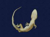 拉丁學名： em Hemidactylus frenatus /em 中文名稱：蝎虎英文名稱：Common house gecko