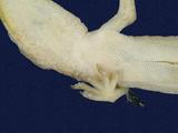 拉丁學名： em Gekko hokouensis /em 中文名稱：守宮英文名稱：Hekou s gecko