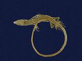 拉丁學名： em Takydromous formosanus /em 中文名稱：臺灣草蜥英文名稱：Formosan grass lizard
