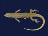 拉丁學名： em Sphenomorphus indicus /em 中文名稱：印度蜓蜥英文名稱：Indian forest skink