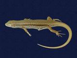 拉丁學名： em Sphenomorphus indicus /em 中文名稱：印度蜓蜥英文名稱：Indian forest skink