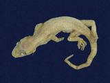 拉丁學名： em Hemidactylus frenatus /em 中文名稱：蝎虎英文名稱：Common house gecko