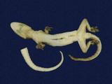 拉丁學名： em Hemidactylus frenatus /em 中文名稱：蝎虎英文名稱：Common house gecko