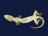 拉丁學名： em Hemidactylus frenatus /em 中文名稱：蝎虎英文名稱：Common house gecko