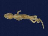 拉丁學名： em Gekko hokouensis /em 中文名稱：守宮英文名稱：Hekou s gecko