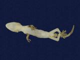 拉丁學名： em Gekko hokouensis /em 中文名稱：守宮英文名稱：Hekou s gecko