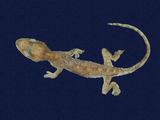 拉丁學名： em Gekko hokouensis /em 中文名稱：守宮英文名稱：Hekou s gecko