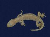 拉丁學名： em Gekko hokouensis /em 中文名稱：守宮英文名稱：Hekou s gecko