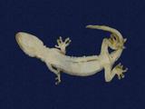 拉丁學名： em Gekko hokouensis /em 中文名稱：守宮英文名稱：Hekou s gecko