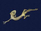 拉丁學名： em Gekko hokouensis /em 中文名稱：守宮英文名稱：Hekou s gecko