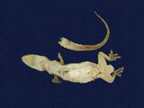 拉丁學名： em Hemidactylus frenatus /em 中文名稱：蝎虎英文名稱：Common house gecko