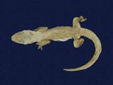 拉丁學名： em Hemidactylus frenatus /em 中文名稱：蝎虎英文名稱：Common house gecko