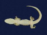 拉丁學名： em Hemidactylus frenatus /em 中文名稱：蝎虎英文名稱：Common house gecko