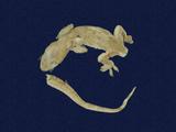 拉丁學名： em Hemidactylus frenatus /em 中文名稱：蝎虎英文名稱：Common house gecko