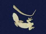 拉丁學名： em Hemidactylus frenatus /em 中文名稱：蝎虎英文名稱：Common house gecko