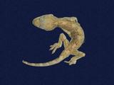 拉丁學名： em Gekko hokouensis /em 中文名稱：守宮英文名稱：Hekou s gecko