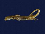 拉丁學名： em Sphenomorphus indicus /em 中文名稱：印度蜓蜥英文名稱：Indian forest skink