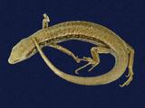 拉丁學名： em Sphenomorphus indicus /em 中文名稱：印度蜓蜥英文名稱：Indian forest skink