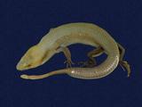 拉丁學名： em Eumeces elegans /em 中文名稱：麗紋石龍子英文名稱：Elegant five-lined skink