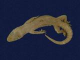 拉丁學名： em Hemidactylus frenatus /em 中文名稱：蝎虎英文名稱：Common house gecko