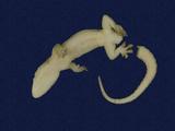 拉丁學名： em Hemidactylus frenatus /em 中文名稱：蝎虎英文名稱：Common house gecko