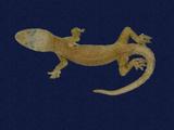 拉丁學名： em Hemidactylus frenatus /em 中文名稱：蝎虎英文名稱：Common house gecko