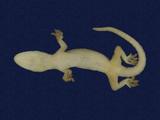 拉丁學名： em Hemidactylus frenatus /em 中文名稱：蝎虎英文名稱：Common house gecko